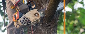 How Our Tree Care Process Works  in  The Colony, TX